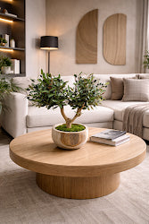 BONSAI OLIVE TREE IN REAL WOOD