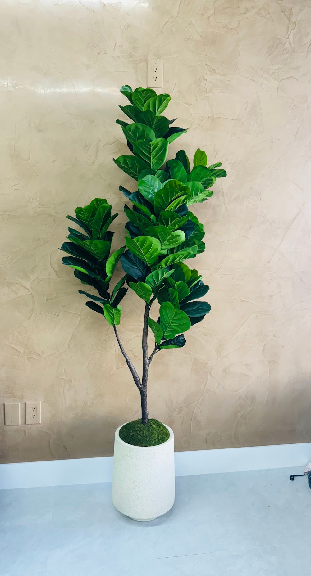 FIDDLE LEAF IN MODERN VASE