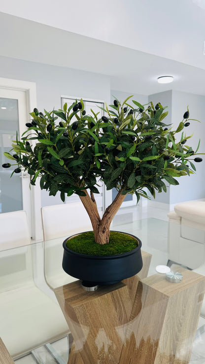 BONSAI OLIVE TREE IN REAL WOOD