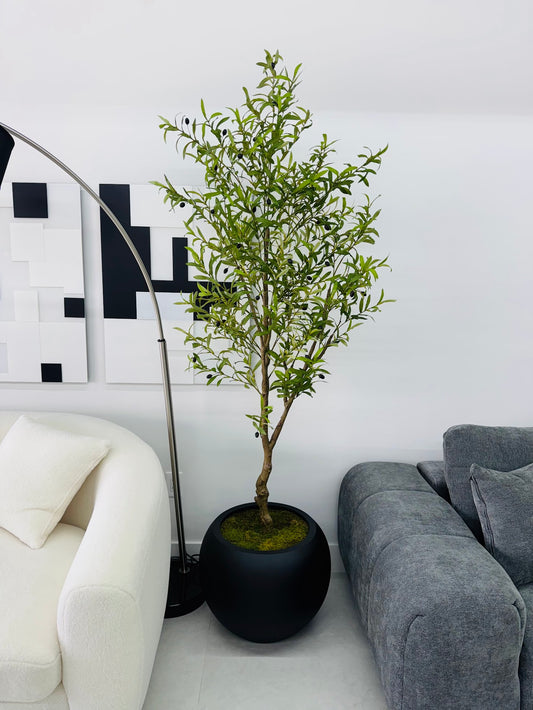 OLIVE TREE IN MATTE BLACK BASE WITH MOSS