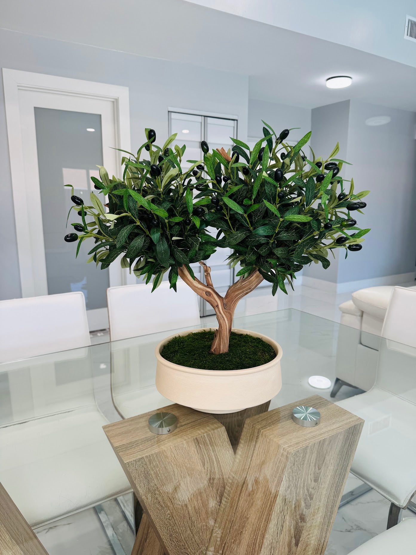BONSAI OLIVE TREE IN REAL WOOD