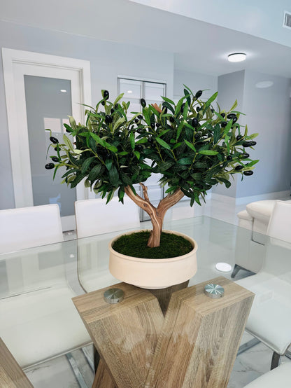 BONSAI OLIVE TREE IN REAL WOOD
