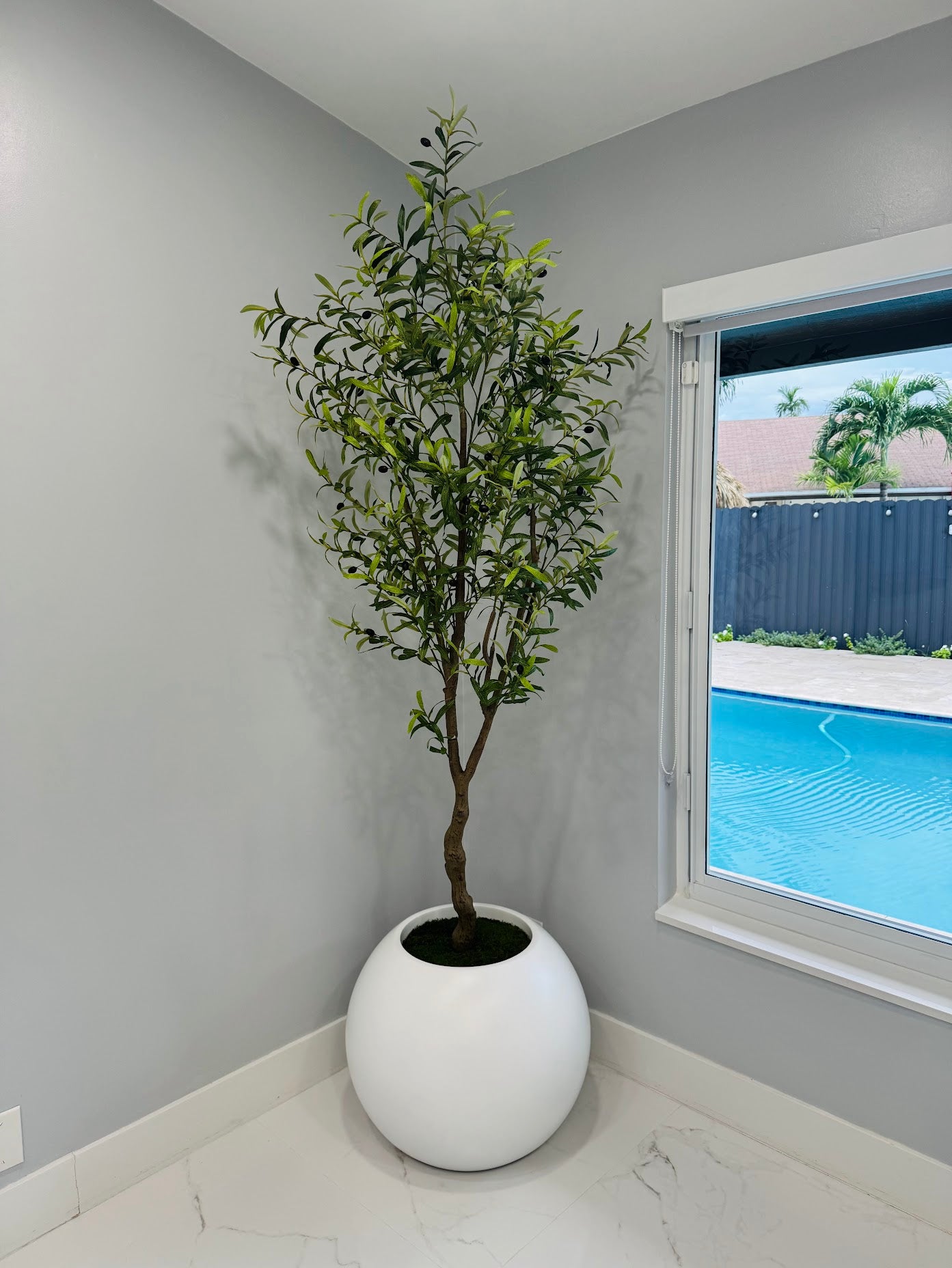 OLIVE TREE IN GLOBE MATTE WHITE VASE WITH MOSS