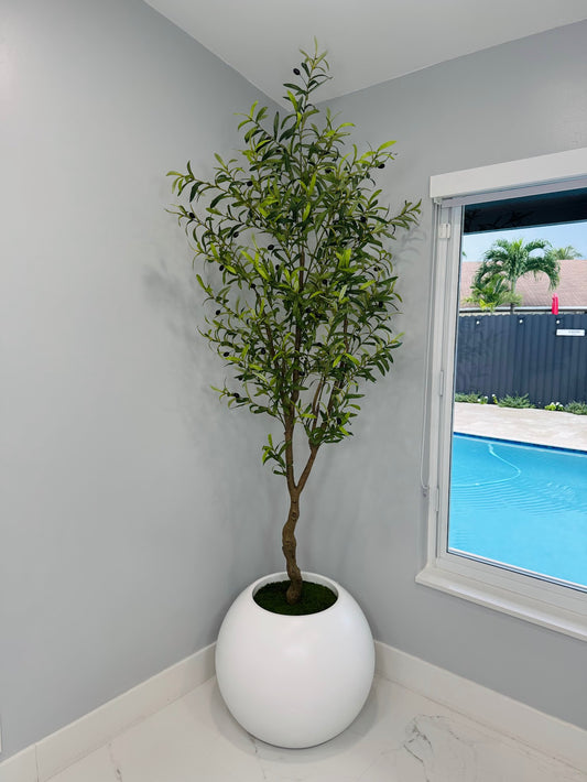 OLIVE TREE IN GLOBE MATTE WHITE VASE WITH MOSS