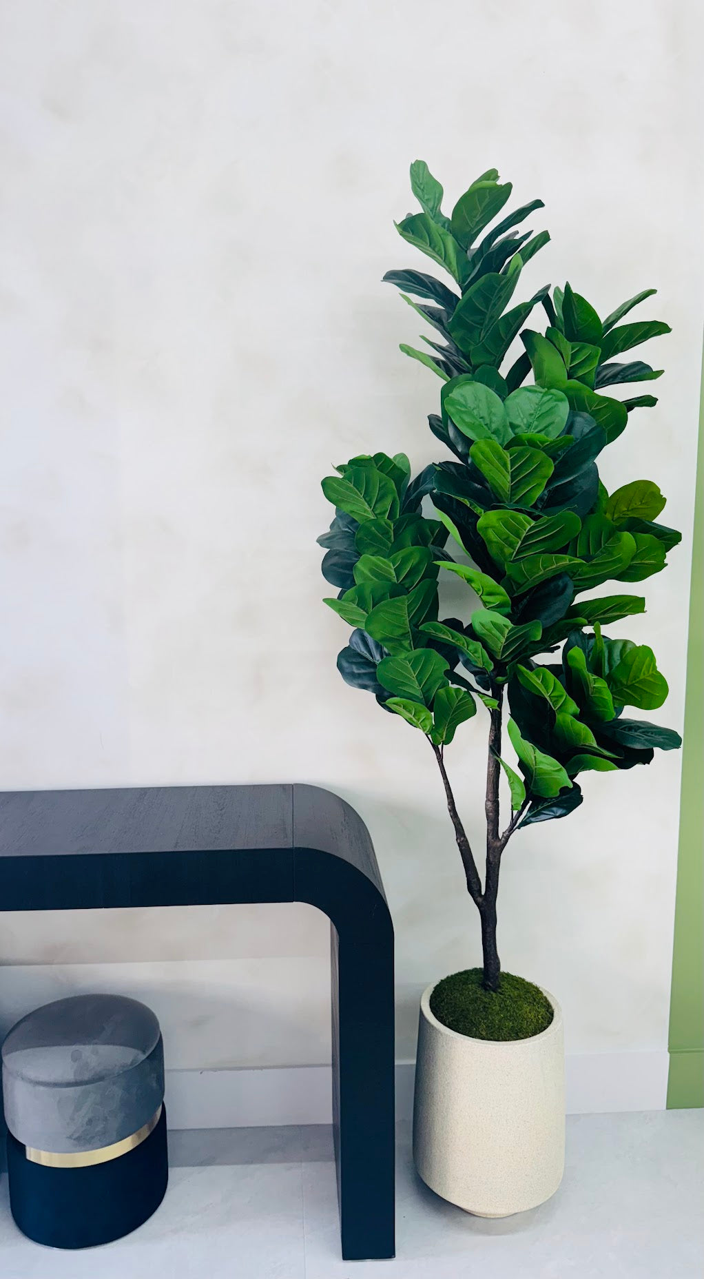 FIDDLE LEAF IN MODERN VASE