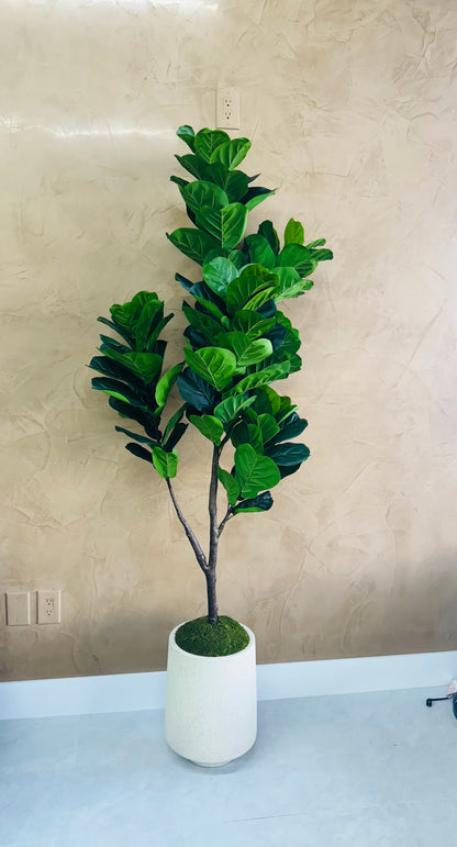 FIDDLE LEAF IN MODERN VASE
