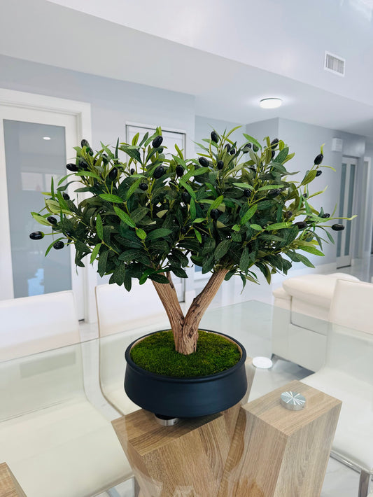 BONSAI OLIVE TREE IN REAL WOOD