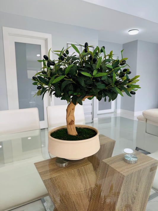 BONSAI OLIVE TREE – REALISTIC BONSAI IN REAL WOOD